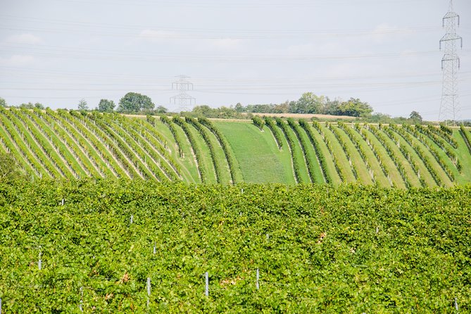 Countryside Half Day Wine Tour near Vienna - Wine selection, tasting style, and where cash helps