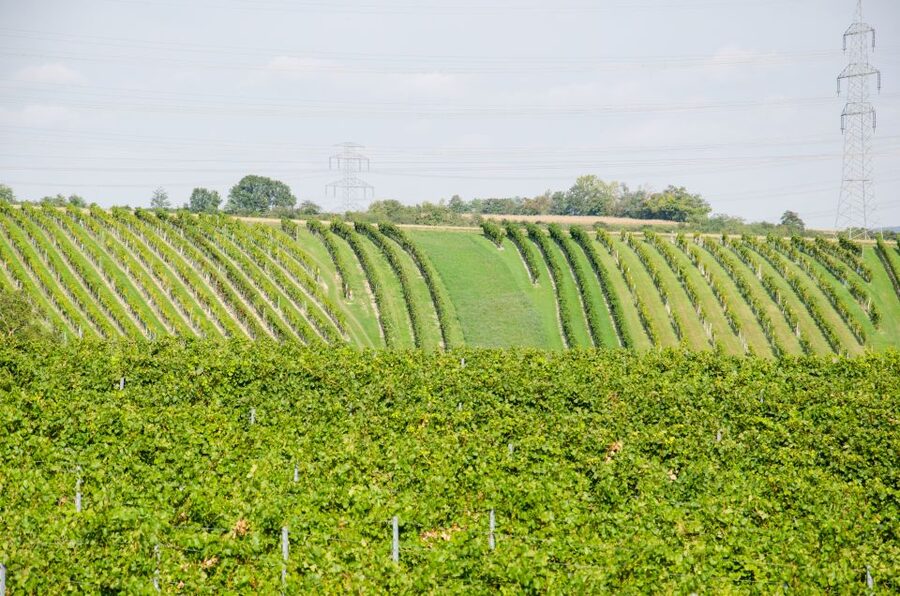 From Vienna: Half-day Countryside Wine Tour with Meal - Price and value: what $141 really buys you