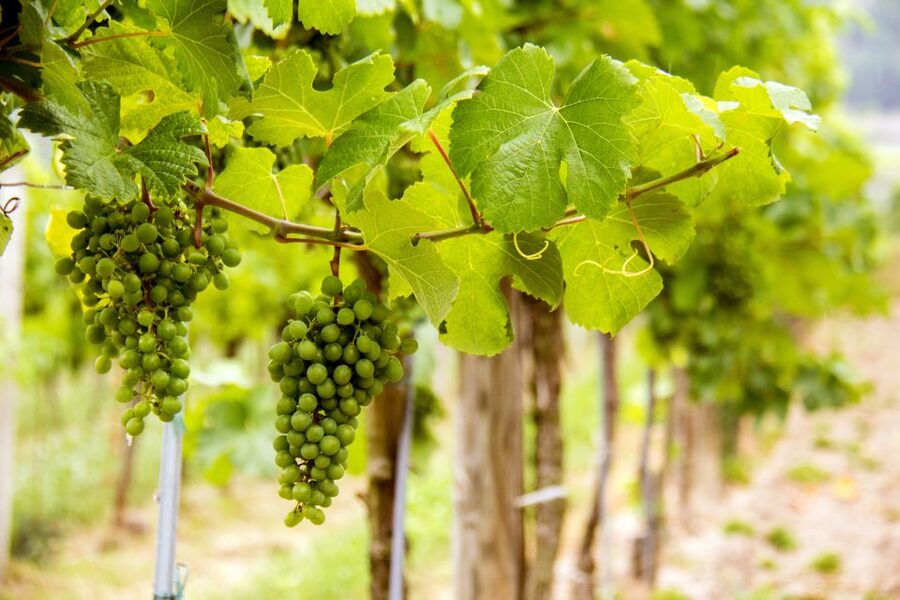 Grape Grazing: Wachau Valley Winery Biking Tour - Rossatz-Arnsdorf Winery Visit: The Second Tasting That Changes the Day