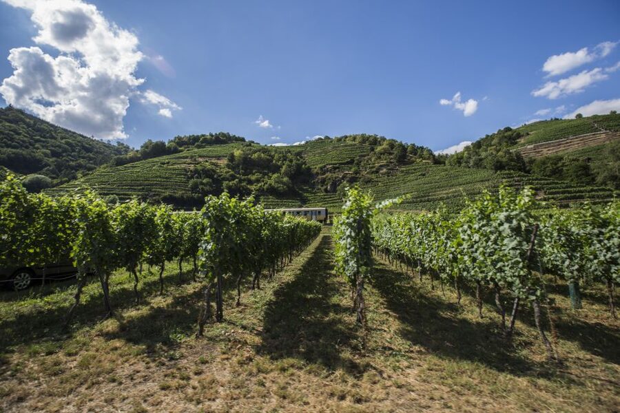 Grape Grazing: Wachau Valley Winery Biking Tour - Krems First Pedal: Easy Riding, Real Vineyard Views