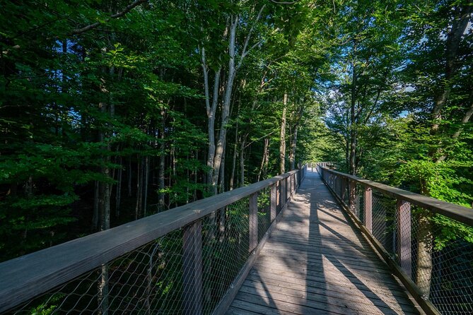 Immersive Private Tour: Hallstatt After the Crowds & Treetop Path - Hallstatt at golden hour: walking tour that actually feels personal