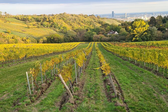 Mountainbike Magic: Vienna's Forest and Fresh Grape Juice - E-Bikes, Group Size, and Why This Feels Personal
