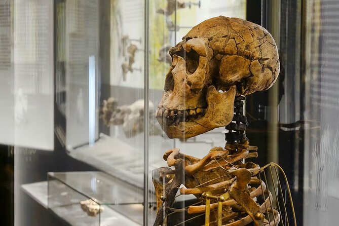Natural History Museum Vienna Entry Tickets - Your 1 to 4 hours at the museum, without the stress