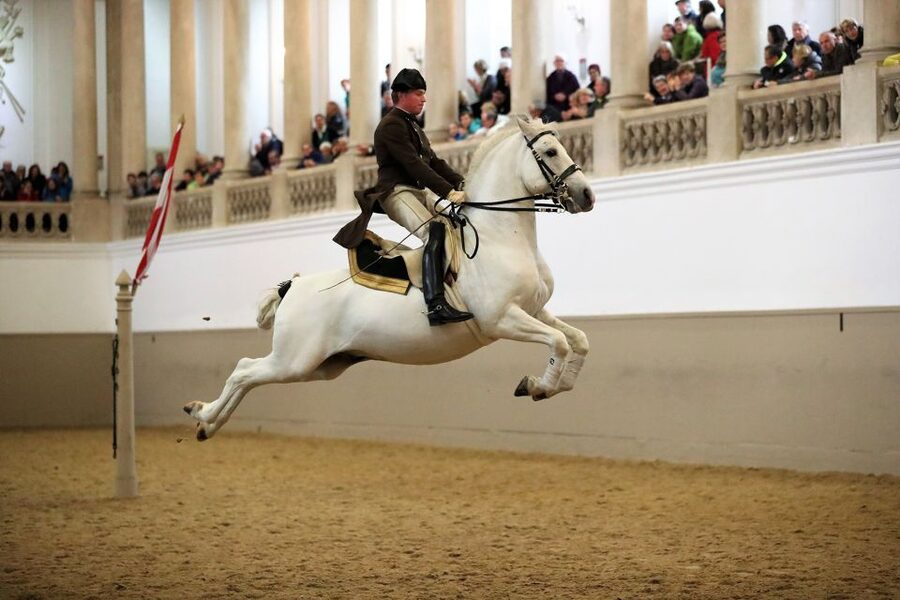 Performance Of The Lipizzans At Spanish Riding School - Key things that make this performance worth your time