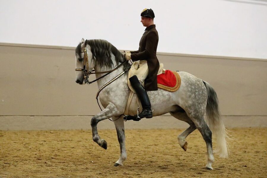 Performance Of The Lipizzans At Spanish Riding School - A realistic way to experience it without stress