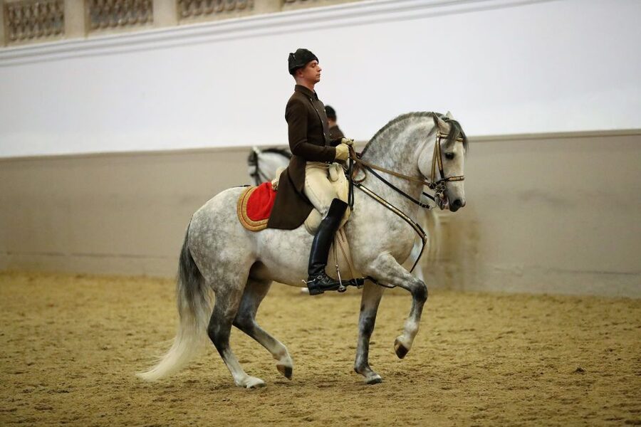 Performance Of The Lipizzans At Spanish Riding School - What the High School performance looks like, step by step