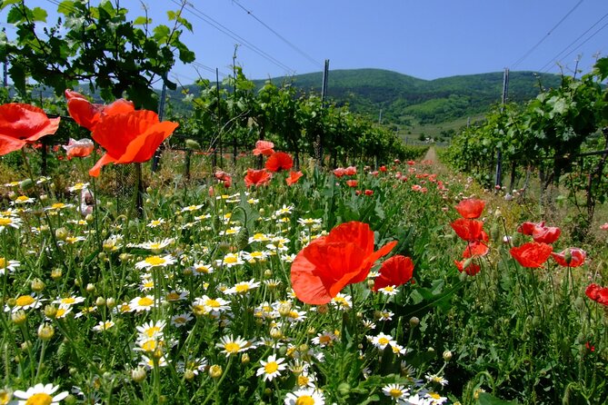 Private Vienna Woods Wine Tour - Key things to know before you go