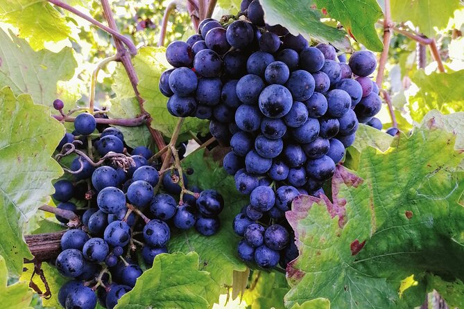 Private Vienna Woods Wine Tour - Winter Thermal Region stop: monastic traditions and a welcome glass of sekt