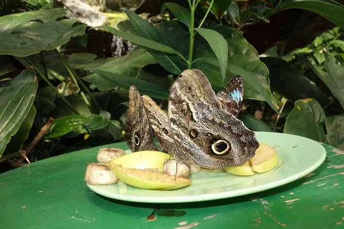Schmetterlinghaus - Imperial Butterfly House Vienna Admission Ticket - Booking Pre-Purchased Tickets: How to Reduce Hassle