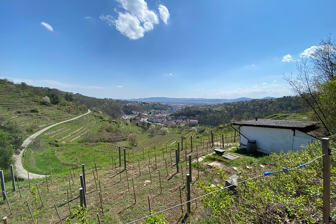 Taste and Tour Small Organic Wineries with a Winemaker - Stop 1 in Kremsleithen: Kapitel Zwei Wine and amphora aging