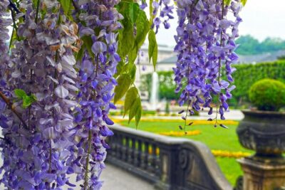 Transfer from Vienna to Salzburg with 2 hours for sightseeing