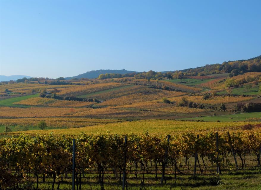 Vienna: Full-Day Vienna Woods Wine Tasting Tour - Visiting a local winery, then an extensive tasting with Q&A