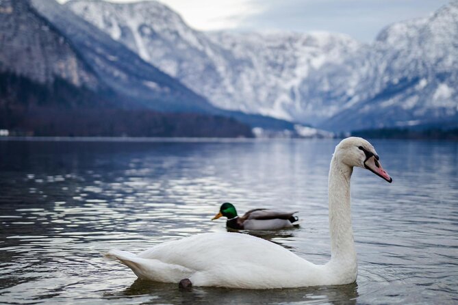 Vienna: Hallstatt Full Day Tour - Salt Mine Timing: What to Do If It Is Closed