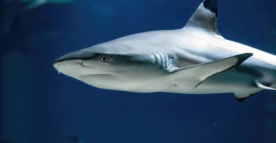 Vienna: Haus des Meeres Entry Ticket - The Atlantic route: sharks, rays, turtles, and other sea life
