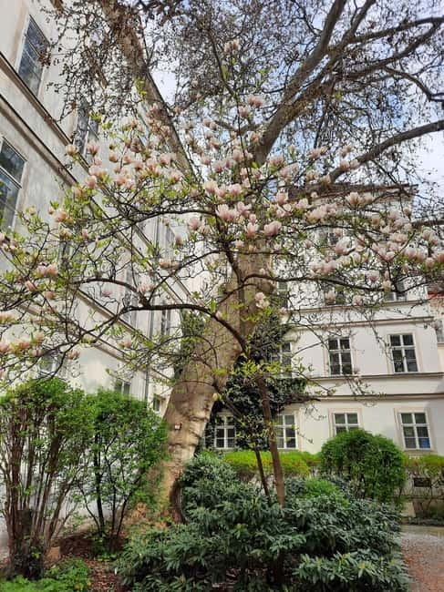 Vienna: Hidden courtyards Guided walking tour - The practical side: what’s included, what’s not, and how to plan