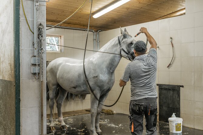 Vienna Horse-drawn Carriage Guided Tour - Fiaker stables: the horse-care part you will remember