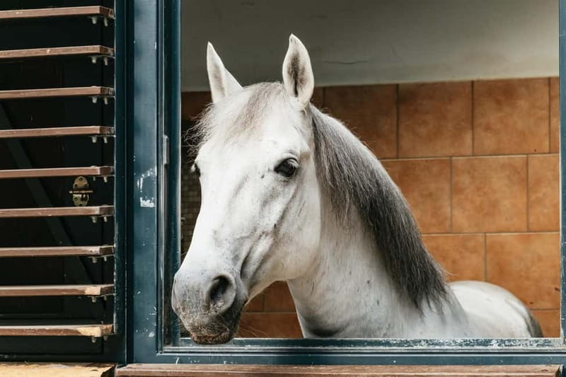 Vienna: Spanish Riding School Guided Architectural Tour - What You’ll See in the Horse Stables (and Why It Matters)