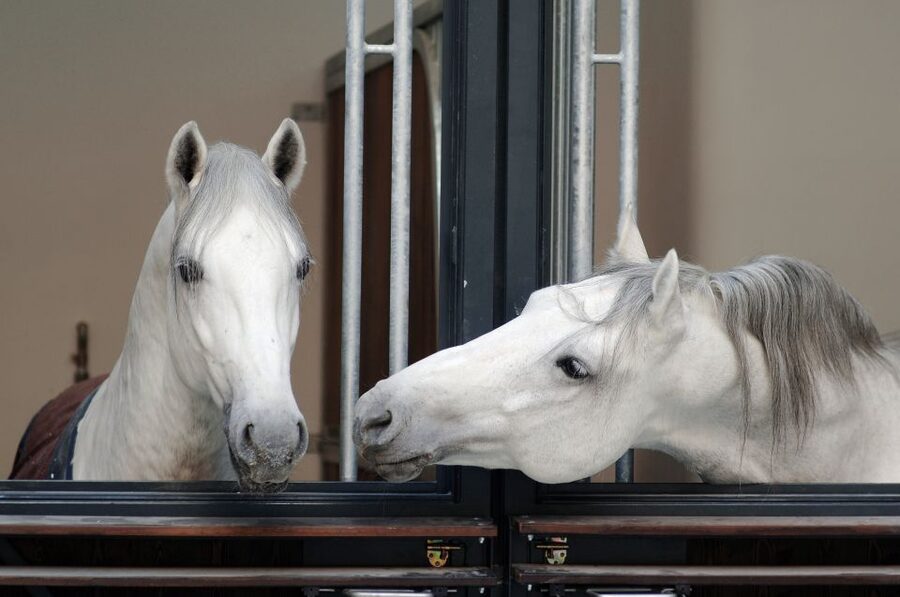 Vienna Spanish Riding School Guided Tour - Winter Riding School: Baroque Rooms Built for Classical Work