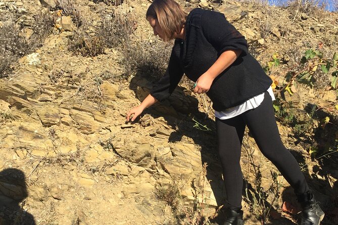 Vienna Wine Experience - The vineyard viewpoint: why the drive and the sky matter