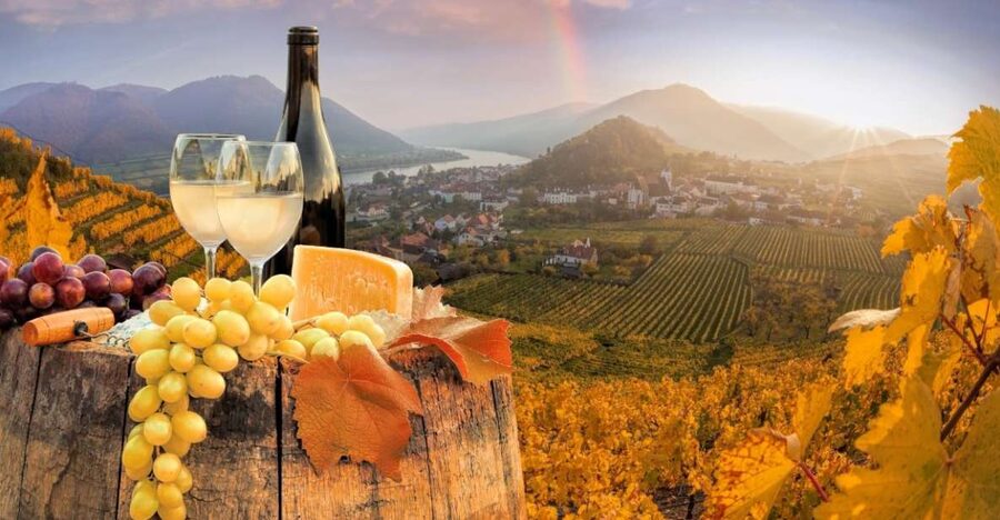 Vienna: Winery and Wine Tasting Tour with a Wine Expert - Your Wine Expert: What You Learn Beyond the Pour