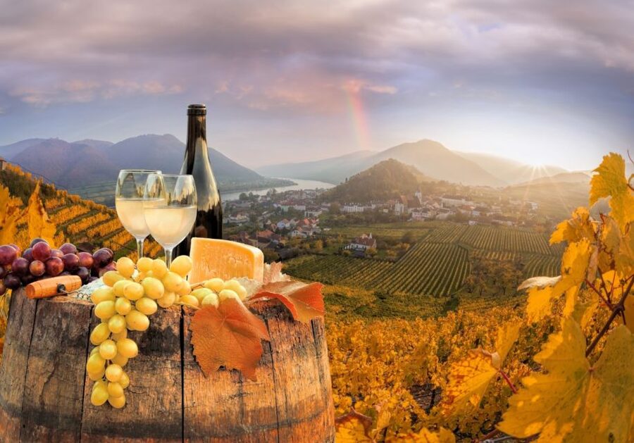 Vienna: Winery and Wine Tasting Tour with a Wine Expert - Appetizers and Wine Pairing on the 3-Hour Tour